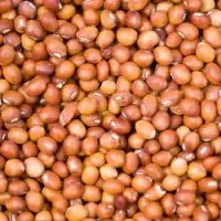 Ramdoot Export - Toor Whole