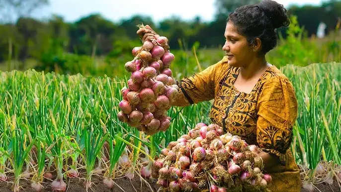 Farmers harvesting onions