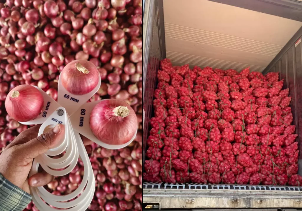 Radoot Onion Quality Check and Export Packing