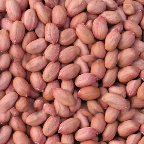 Ramdoot Groundnut